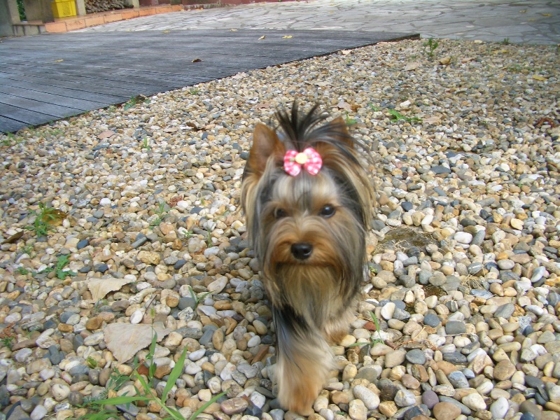 Du Clos De Salvaterra - Yorkshire Terrier - Portée née le 14/11/2012