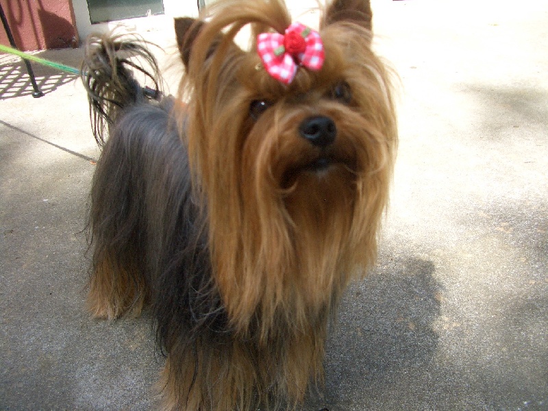 Dandy de p'tit coeur d amour