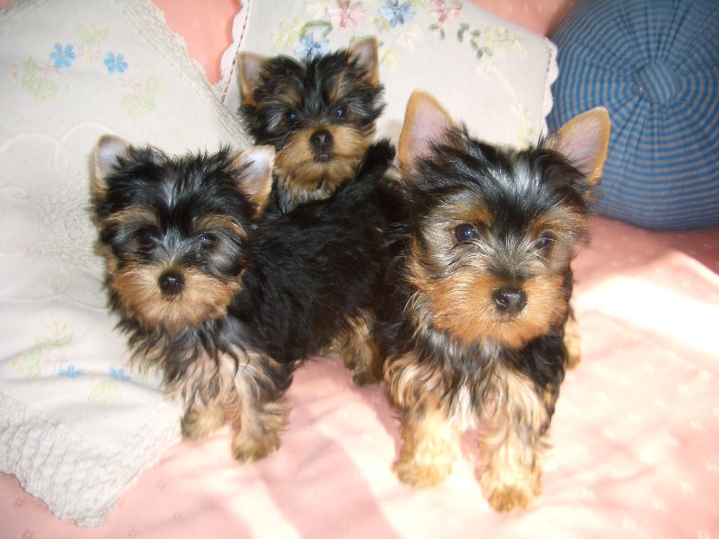 Du Clos De Salvaterra - Yorkshire Terrier - Portée née le 24/11/2013