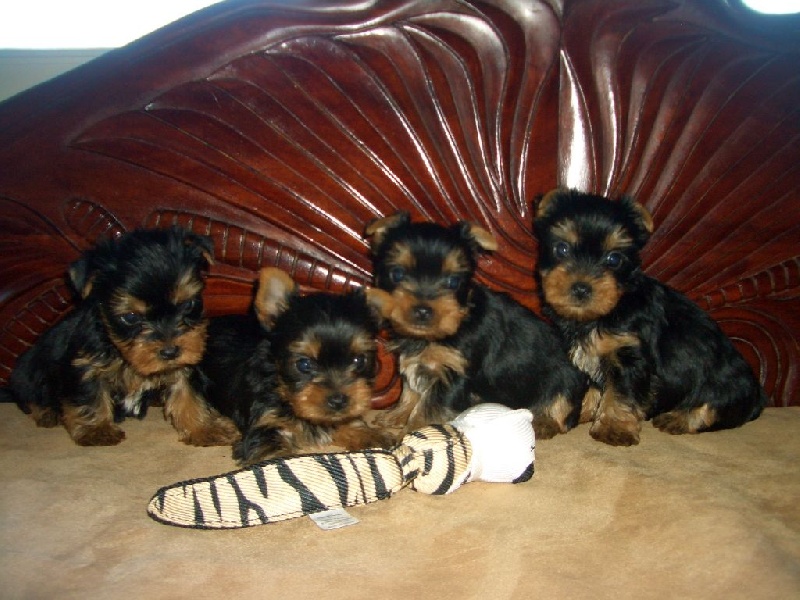 Du Clos De Salvaterra - Yorkshire Terrier - Portée née le 23/08/2015