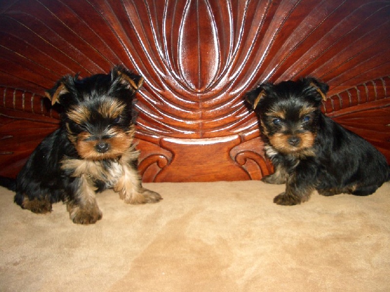 Du Clos De Salvaterra - Yorkshire Terrier - Portée née le 14/08/2015